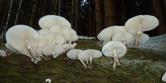 Mucidula mucida, Beringter Schleimrübling